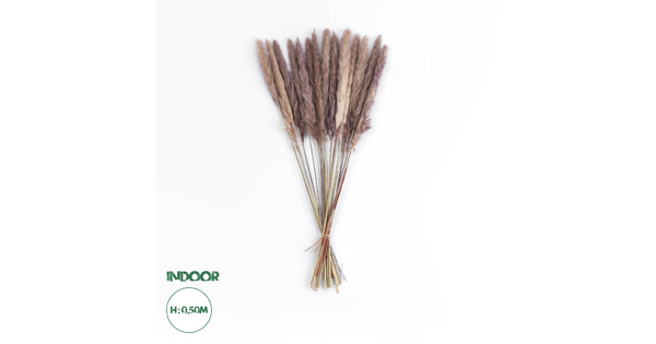 Artificial Garden REAL DRIED BROWN PAMPAS GRASS BUNCH 21115 Αποξηραμένο Διακοσμητικό Μπουκέτο Pampas Kάφε Y50cm