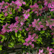 Artificial Garden CYPHEA HYSSOPIFOLIA 20350 Τεχνητό Διακοσμητικό Πάνελ Λουλουδιών - Κάθετος Κήπος σύνθεση Άνθος Κουφέας Μ50 x Π50 x Υ11cm - 6