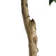 Artificial Garden LAUREL 20085 Τεχνητό Διακοσμητικό Φυτό Δάφνη Υ150cm - 4