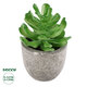 Artificial Garden SUCCULENT CRASSULA 21014 Διακοσμητικό Φυτό Παχύφυτο Κράσουλα Υ11.5cm