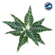 ALOCASIA 78225 Τεχνητό Φυτό Αλοκάσια - Μπουκέτο Διακοσμητικών Φυτών - Κλαδιών με Φύλλωμα Πράσινο Υ43cm - 1