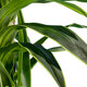 Artificial Garden BRAZILIAN IRON 20021 Τεχνητό Διακοσμητικό Φυτό Αρωματική Δράκαινα Υ180cm