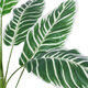 Artificial Garden WHITE ZEBRA 20943 Τεχνητό Διακοσμητικό Φυτό Λευκή Ζέβρα Υ90cm - 3