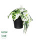 Artificial Garden ALBINO MONSTERA PLANT 20946 Διακοσμητικό Φυτό Μονστέρα Φ23 x Υ16cm