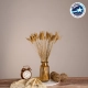 SETARIA 36557 Αποξηραμένο Φυτό Σεταρία - Μπουκέτο Διακοσμητικών Κλαδιών Μπεζ Υ60cm - Σετ 100 τμχ - 1