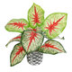 Artificial Garden CALADIUM 20891 Τεχνητό Διακοσμητικό Φυτό Τροπικό Φυτό Φ40 x Υ33cm - 2