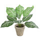 Artificial Garden ZEBRA POTTED PLANT 20898 Διακοσμητικό Φυτό Ζέμπρα Φ40 x Υ33cm - 2