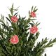 Artificial Garden PINK PEONY 21097 Τεχνητό Διακοσμητικό Δέντρο Παιώνια Μ80 x Π70 x Υ160cm - 2
