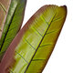 Artificial Garden BLOODY BANANA TREE 20119 Τεχνητό Διακοσμητικό Φυτό Αιματόφυλλη Μπανανιά - Μπανανόδεντρο Υ220cm - 3