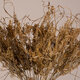 FERNGRASS 36556 Αποξηραμένο Φυτό Φτερόχορτο - Μπουκέτο Διακοσμητικών Κλαδιών Μπεζ Υ60cm - 2