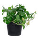 Artificial Garden SCHEFFLERA PLANT 20954 Διακοσμητικό Φυτό Σεφλέρα Φ18 x Υ17cm - 4