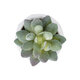Artificial Garden SUCCULENT SEDEVERIA POTTED PLANT 20987 Διακοσμητικό Φυτό Σεδεβέρια Φ7 x Υ7,5cm - 3