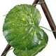Artificial Garden NASTURTIUM 78498 Πτυσσόμενη Πέργκολα Τεχνητής Φυλλωσιάς - Κάθετος Κήπος Σύνθεση Ινδοκάρδαμο Μ110 x Π10 x Υ120cm (min) Μ310 x Π10 x Υ45cm (max) - 4