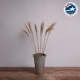 MISCANTHUS 36538 Αποξηραμένο Φυτό Μίσχανθος - Μπουκέτο Διακοσμητικών Κλαδιών Μπεζ Υ120cm - Σετ 10 τμχ