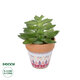 Artificial Garden SUCCULENT ECHEVERIA POTTED PLANT 21048 Διακοσμητικό Φυτό Εχεβέρια Φ13 x Υ18cm - 1