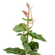 Artificial Garden VITIS GRAPE TREE 20379 Τεχνητό Διακοσμητικό Φυτό Άμπελος Υ90cm - 4