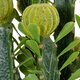 Artificial Garden CEREUS JAMACARU CACTUS 20192 Τεχνητό Διακοσμητικό Φυτό Κάκτος Κηρίος Υ80cm - 4