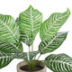 Artificial Garden ZEBRA POTTED PLANT 20898 Διακοσμητικό Φυτό Ζέμπρα Φ40 x Υ33cm - 3