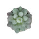 Artificial Garden SUCCULENT SEDEVERIA POTTED PLANT 21016 Διακοσμητικό Φυτό Σεδεβέρια  Φ7 x Υ8cm - 3