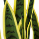Artificial Garden BLOODLEAF DRACAENA TRIFASCIATA 20061 Τεχνητό Διακοσμητικό Φυτό Αιματόφυλλη Σανσεβιέρια Υ90cm - 3