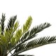 Artificial Garden CYCAS 21474 Τεχνητό Διακοσμητικό Φυτό Κύκας Υ42cm - 3