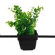 FLOWERPOT 10001211 Μοντέρνο Κρεμαστό Φωτιστικό Οροφής Μονόφωτο Μαύρο Μεταλλικό με Διακοσμητικό Φυτό Φ30 x Y30cm - 5