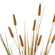 Artificial Garden TYPHA GRASS 21484 Τεχνητό Διακοσμητικό Φυτό Γρασίδι της Τύφας Μ100 x Π35 x Υ180cm - 3