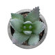 Artificial Garden SUCCULENT ALOE 21026 Διακοσμητικό Φυτό Παχύφυτο Αλόη Υ10.5cm - 3