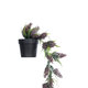 Artificial Garden HANGING BROWN PINE CONE 20870 - Τεχνητό Κρεμαστό Διακοσμητικό Φυτό Κουκουνάρι Φ15 x Y60cm - 4