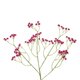 Artificial Garden PINK BRANCH BABY BREATH 21368 Τεχνητό Διακοσμητικό Κλαδί Ροζ Γυψοφίλης Y61cm - 3
