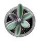 Artificial Garden SUCCULENT CRASULLA 21031 Διακοσμητικό Φυτό Παχύφυτο Κράσουλα Υ11cm - 3