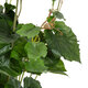 Artificial Garden VITIS GRAPE TREE 20379 Τεχνητό Διακοσμητικό Φυτό Άμπελος Υ90cm - 3