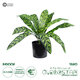 Artificial Garden TARO 20082 Τεχνητό Διακοσμητικό Φυτό Κολοκασία Υ30cm