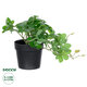 Artificial Garden SCHEFFLERA PLANT 20954 Διακοσμητικό Φυτό Σεφλέρα Φ18 x Υ17cm - 1