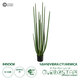 Artificial Garden SANSEVIERIA CYLINDRICA 20211 Τεχνητό Διακοσμητικό Φυτό Σανσεβιέρια Υ160cm