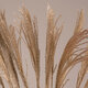 MISCANTHUS 36539 Αποξηραμένο Φυτό Μίσχανθος - Μπουκέτο Διακοσμητικών Κλαδιών Μπεζ Υ140cm - 2