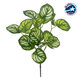 GREEN PEPEROMIA 78286 Τεχνητό Φυτό Πεπερόμια Πράσινη - Μπουκέτο Διακοσμητικών Φυτών - Κλαδιών με Φύλλωμα Πράσινο - Λευκό Υ33cm - 1