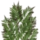Artificial Garden ALSOPHILA FERN LEAF 20178 Τεχνητό Διακοσμητικό Φύλο Φτέρης Π60 x Υ180cm - 3