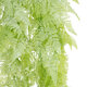 Artificial Garden HANGING FERN 20806 Τεχνητό Διακοσμητικό Κρεμαστό Φυτό Φτέρη Μ40 x Π20 x Υ88cm