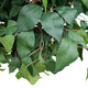 Artificial Garden FICUS BENJAMINA TREE 20432 Τεχνητό Διακοσμητικό Φυτό Φίκος Μπενζαμίνη Υ300cm