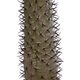 Artificial Garden PACHYPODIUM LAMEREI PALM TREE 20129 Τεχνητό Διακοσμητικό Φυτό Φοίνικας της Μαγαδασκάρης Υ105cm - 4