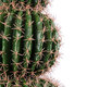 Artificial Garden FEROCACTUS 20138 Τεχνητό Διακοσμητικό Φυτό Φερόκακτος Υ95cm