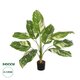 Artificial Garden DIEFFENBACHIA 20941 Τεχνητό Διακοσμητικό Φυτό Πράσινη & Μπεζ Διφενμπάχια Μ80 x Π80 x Υ90cm - 1