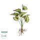 Artificial Garden BEGONIA LEAVES ROOTED 21491 Τεχνητό Διακοσμητικό Φυτό Πολύχρωμη Βιγόνια Μ25 x Π14 x Υ35cm
