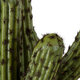 Artificial Garden CARNEGIEA CACTUS 20100 Τεχνητό Διακοσμητικό Φυτό Κάκτος Σαγκουάρο Υ63cm - 3