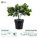 Artificial Garden ANUBIA BARTERI 20390 Τεχνητό Διακοσμητικό Φυτό Ανούμπια Υ30cm