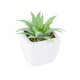 Artificial Garden SUCCULENT ALOE LOTUS 20976 Διακοσμητικό Φυτό Παχύφυτο Λωτός Αλόης Υ8cm - 2