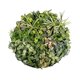 Artificial Garden VARIOUS PLANTS ROUND WALL DISC 20690 Τεχνητό Διακοσμητικό Στρογγυλό Πάνελ Φυλλωσιάς - Κάθετος Κήπος Μιξ Μ80 x Π80 x Υ20cm - 2