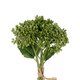 Artificial Garden GREEN HYACINTH BOUQUET 21354 Τεχνητό Διακοσμητικό Μπουκέτο Πράσινος Υάκυνθος Y30cm - 3