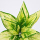 GOLDEN POTHOS 78278 Τεχνητό Φυτό Χρυσός Πόθος - Μπουκέτο Διακοσμητικών Φυτών - Κλαδιών με Φύλλωμα Πράσινο - Κίτρινο Υ26cm - 2